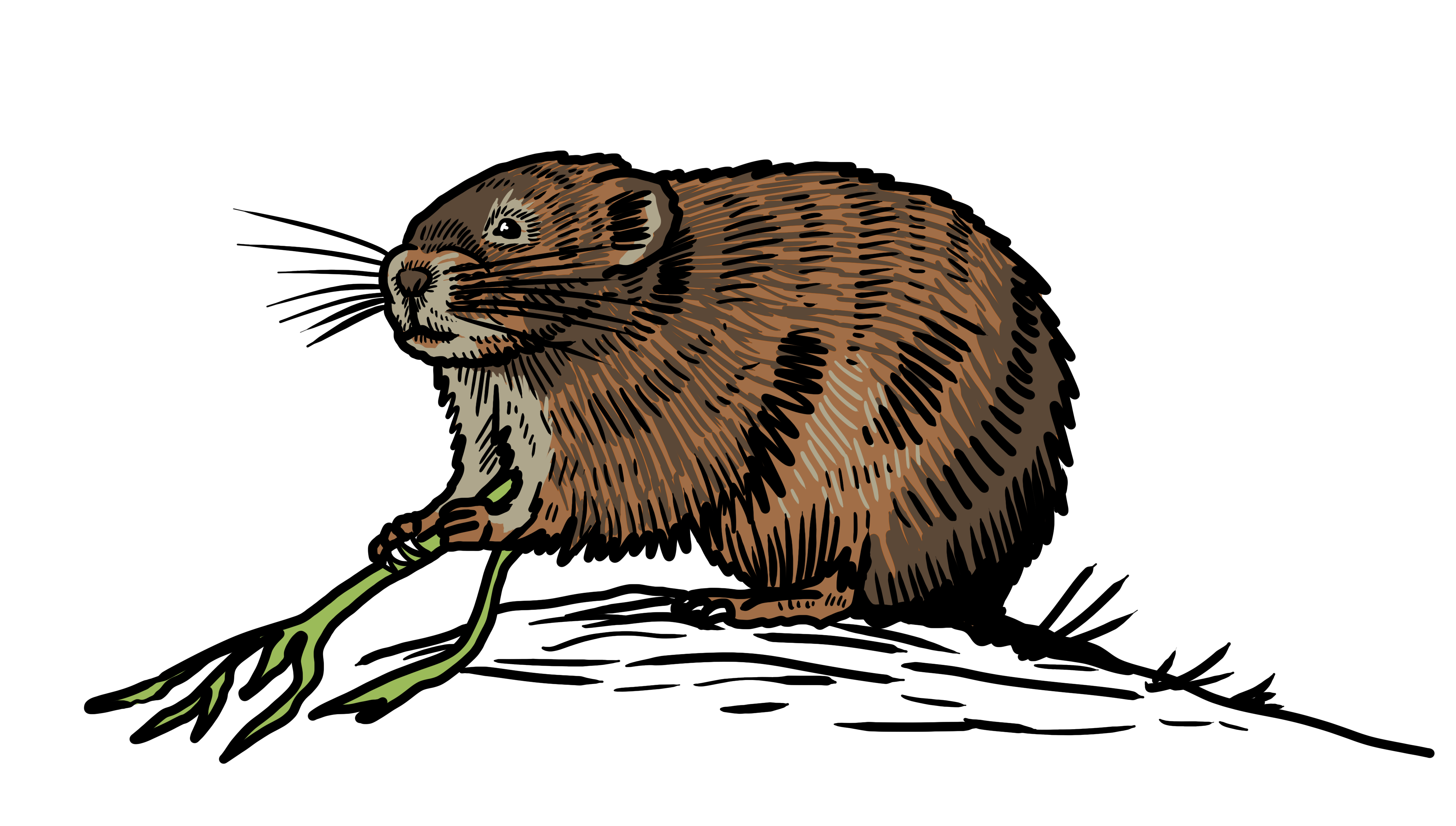 MakingSpaceforNAture_6_Freshwater_2_Watervole Copy