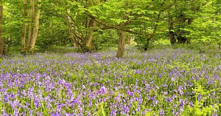 Ashenbank Ancient Woodland Aspect Ratio 760 400