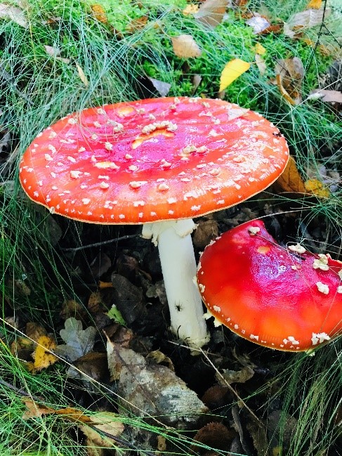 Fly Agaric At Shorne Woods Country Park