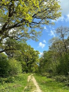 Hucking Estate