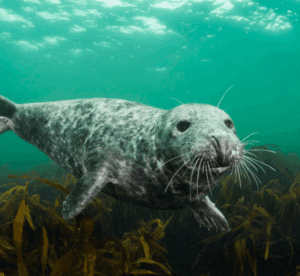 Grey Seal