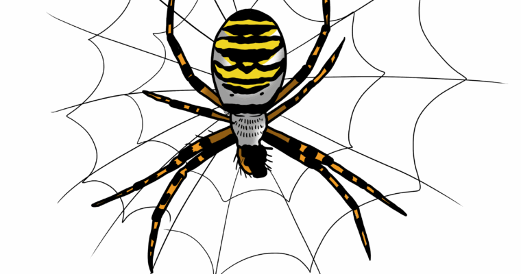 MakingSpaceforNAture_14_Freshwater_YellowStripedBellSpider Copy Scaled Aspect Ratio 760 400